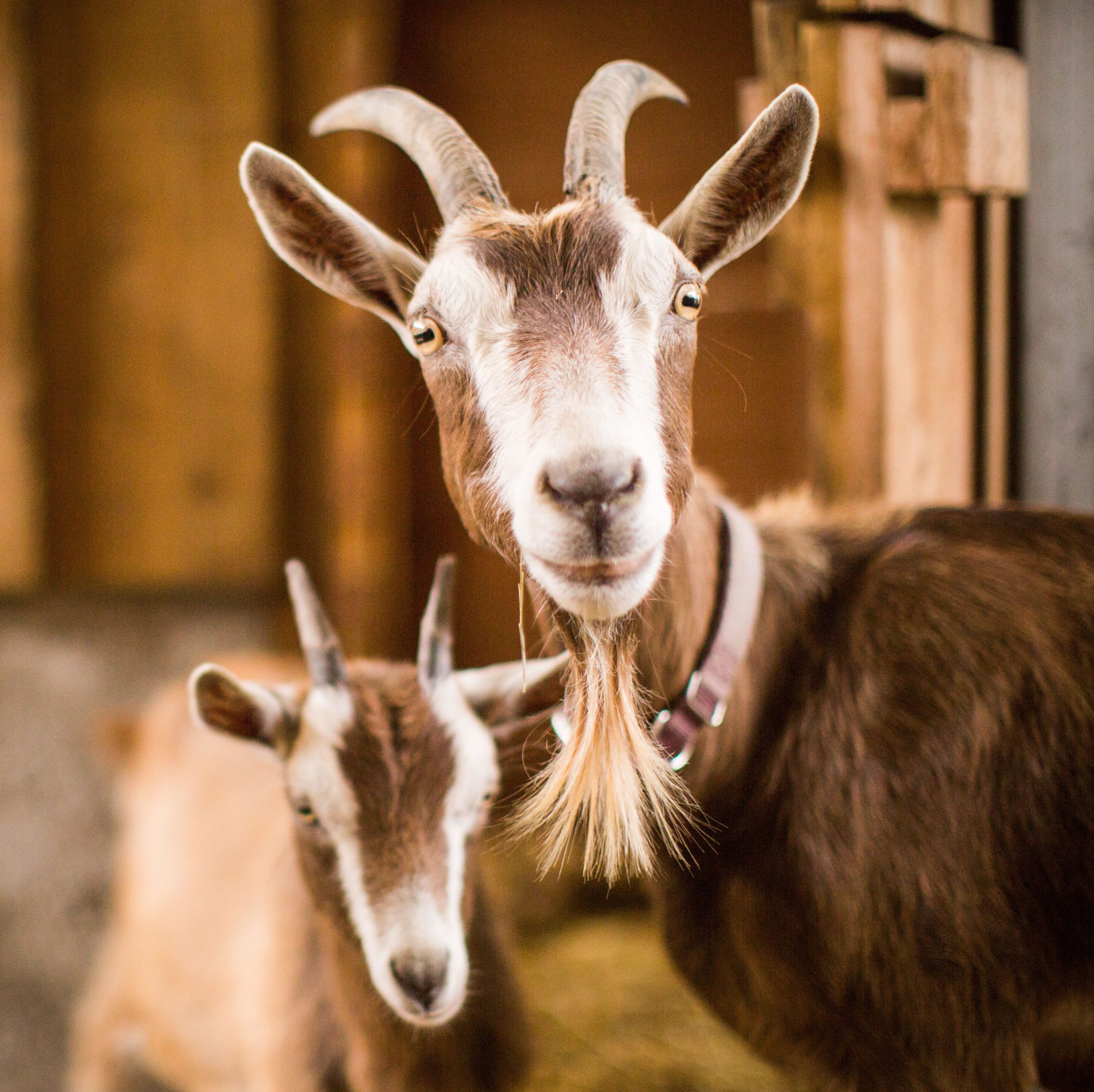 A brown and white mother and baby goats inside a barn