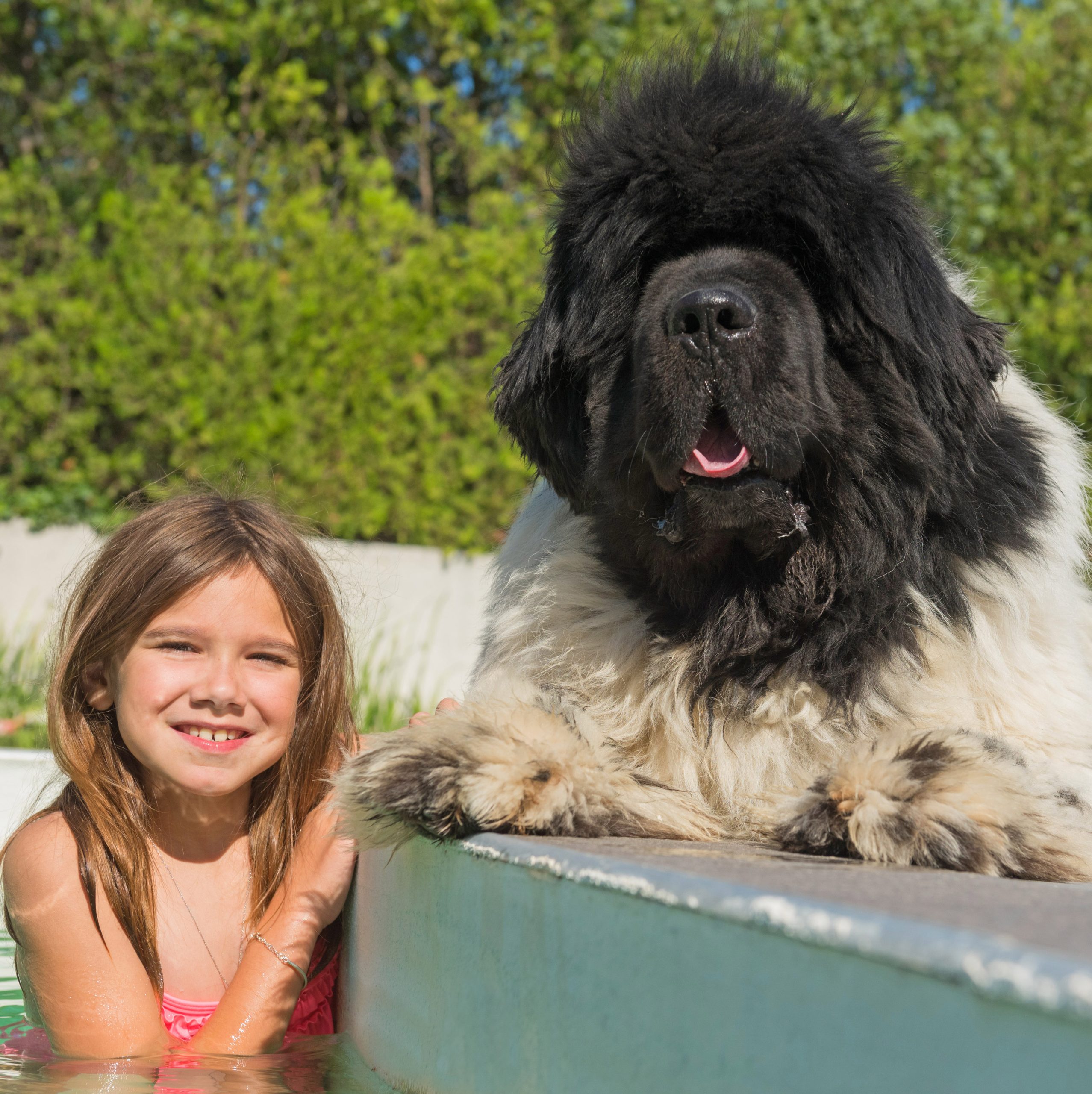 child and newfoundland dog in a swimming pool